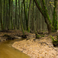Jehnědenský potok v lese nad rybníkem